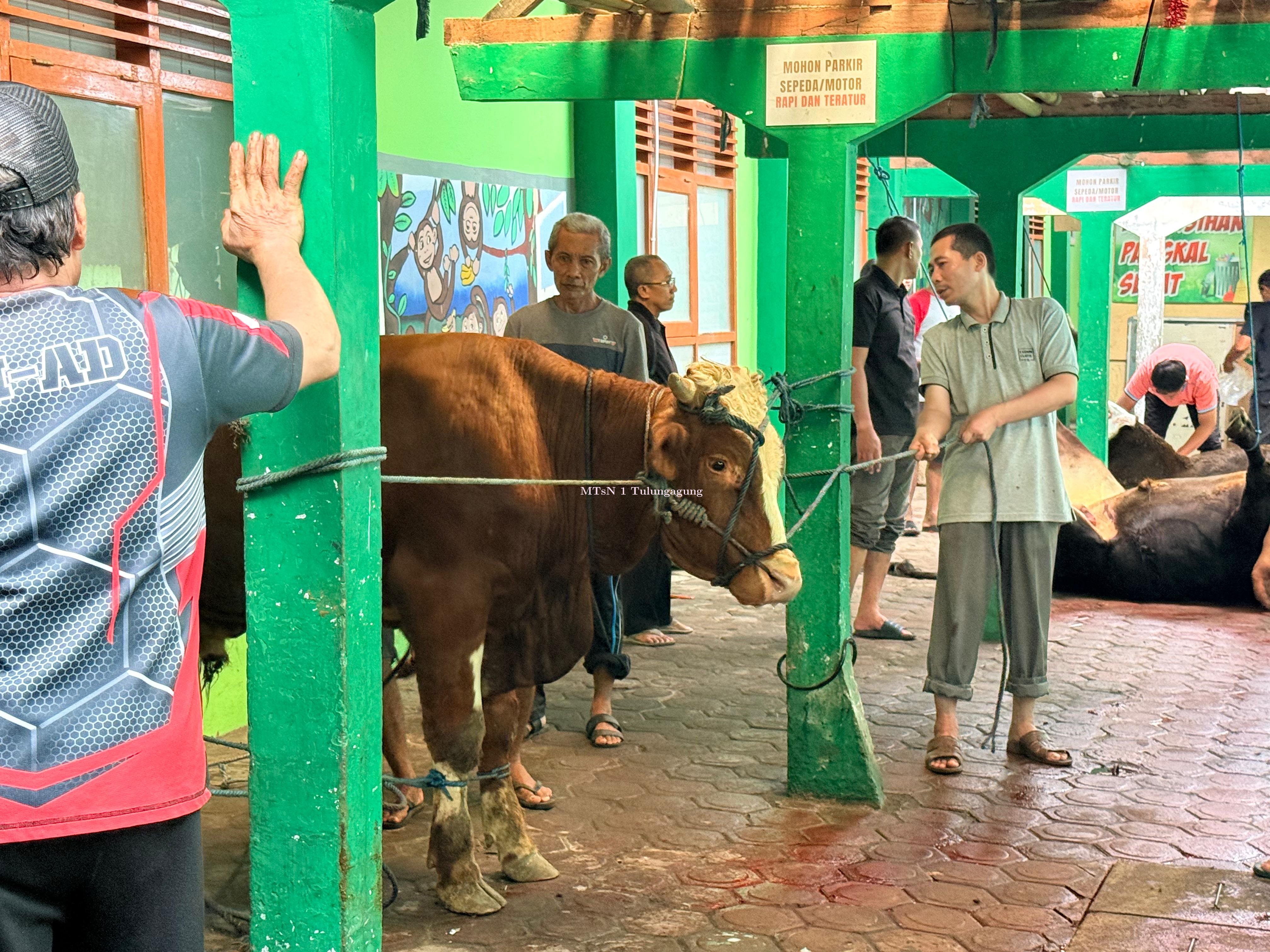 Peringatan Idhuladha, Matsaneta Sembelih Hewan Kurban